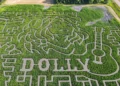 ECCO I LABIRINTI DI MAIS IN RICORDO DI DOLLY PARTON
